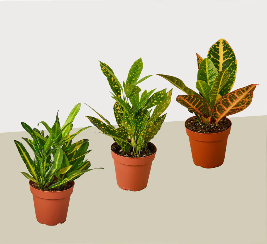 Croton Variety 3Pk