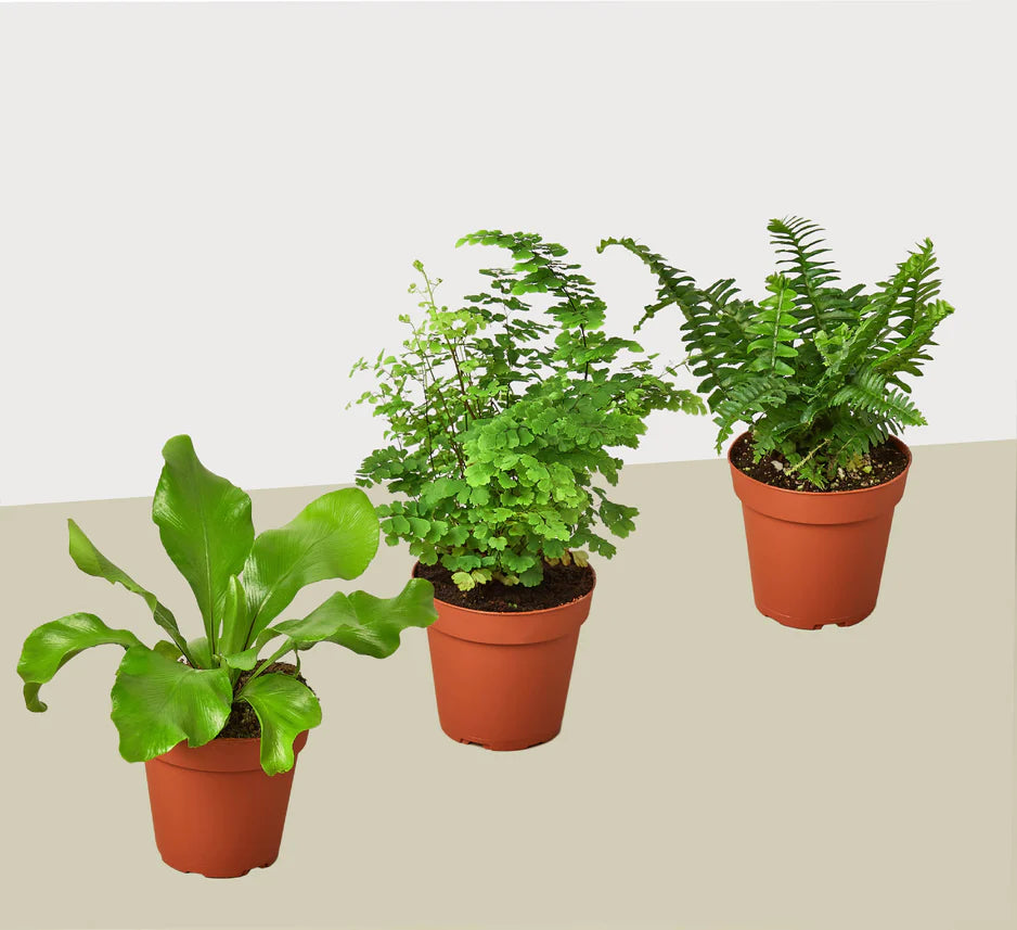 Fern Variety 3Pk