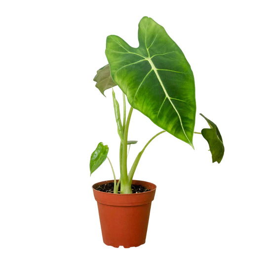 Alocasia Frydek