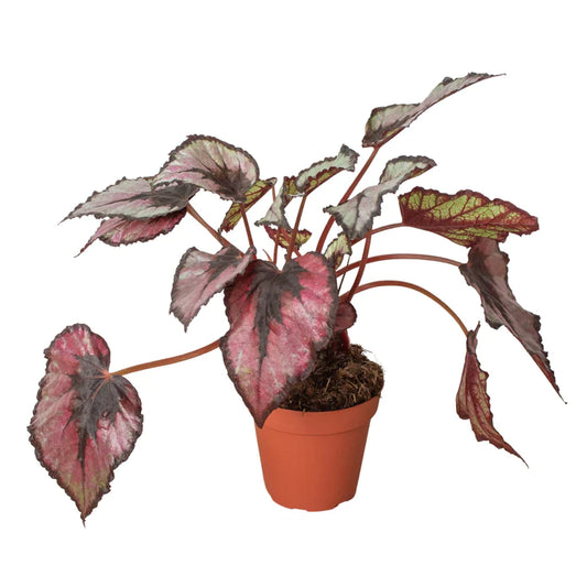 Begonia Rex