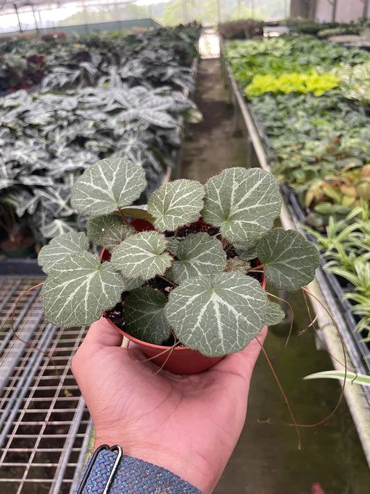 Begonia Strawberry