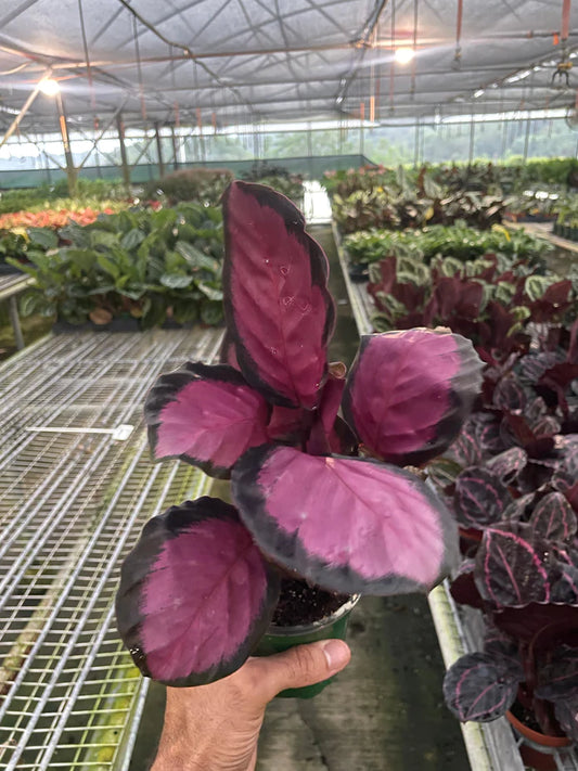 Calathea Purple Rose