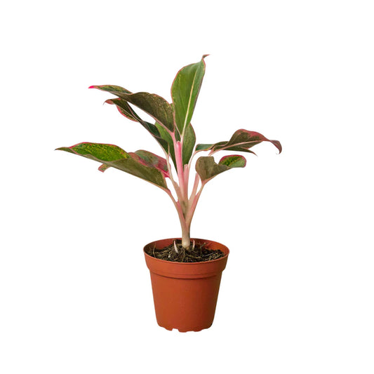 Chinese Evergreen Red Siam