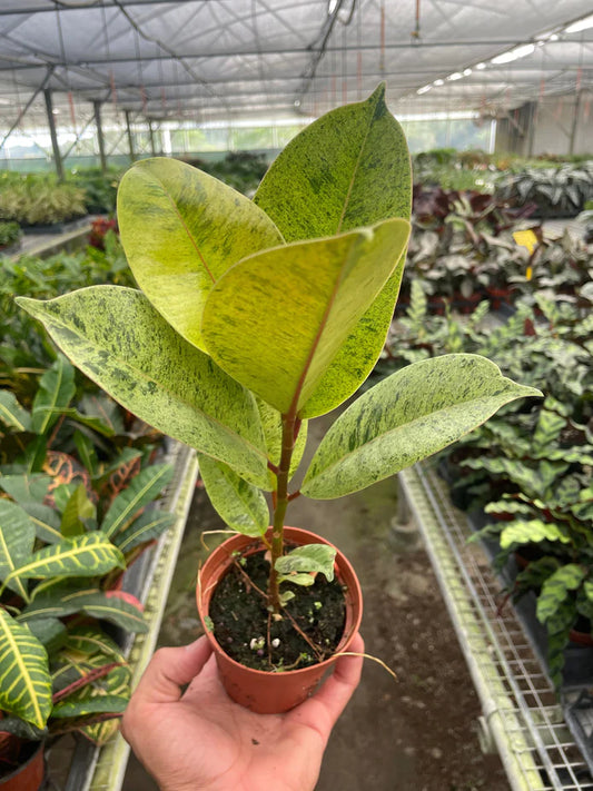 Ficus Shivereana