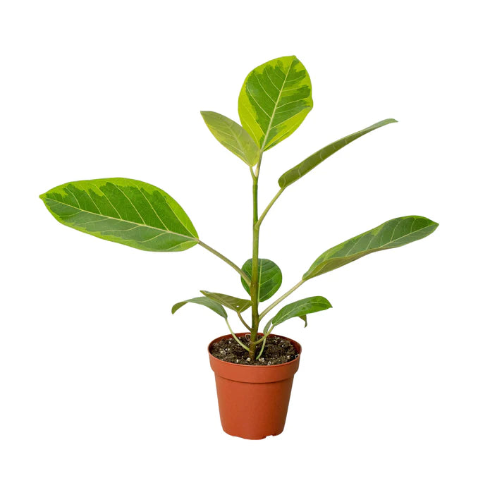 Ficus Yellow Gem