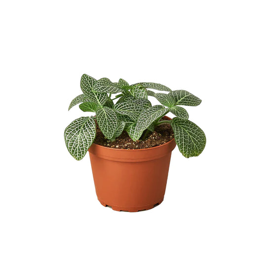 Fittonia White