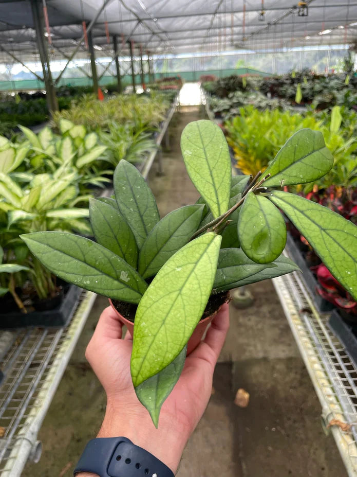 Hoya Crassipetiolata