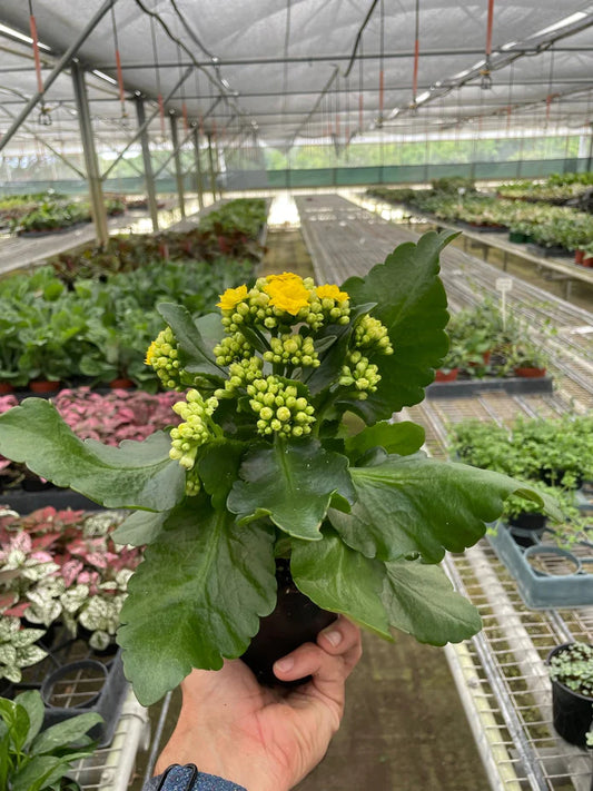 Kalanchoe Yellow