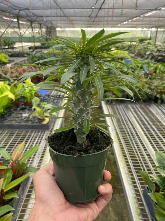 Pachypodium lamerei (Madagascar Palm)