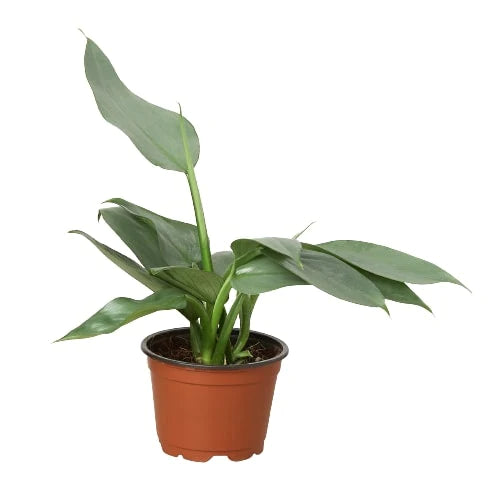 Philodendron Silver Sword