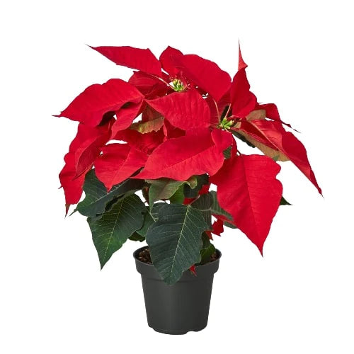 Poinsettia Red