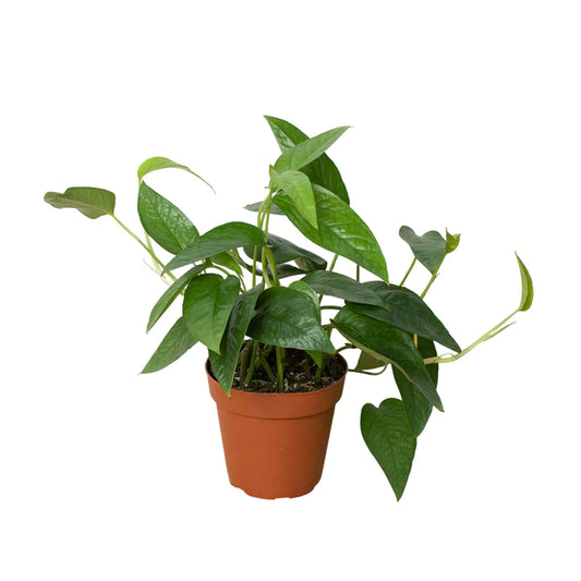 Pothos Cebu Blue