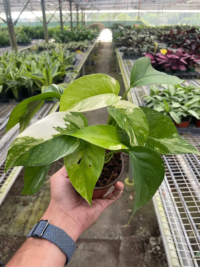 Pothos Albo Veriegata