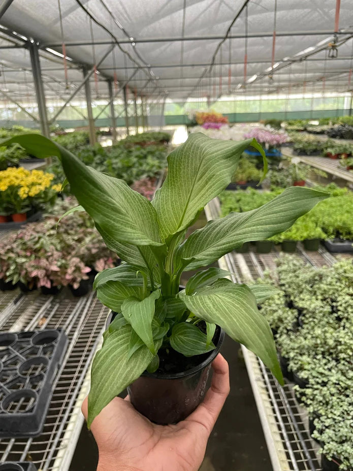 Spathiphyllum Platinum Mist