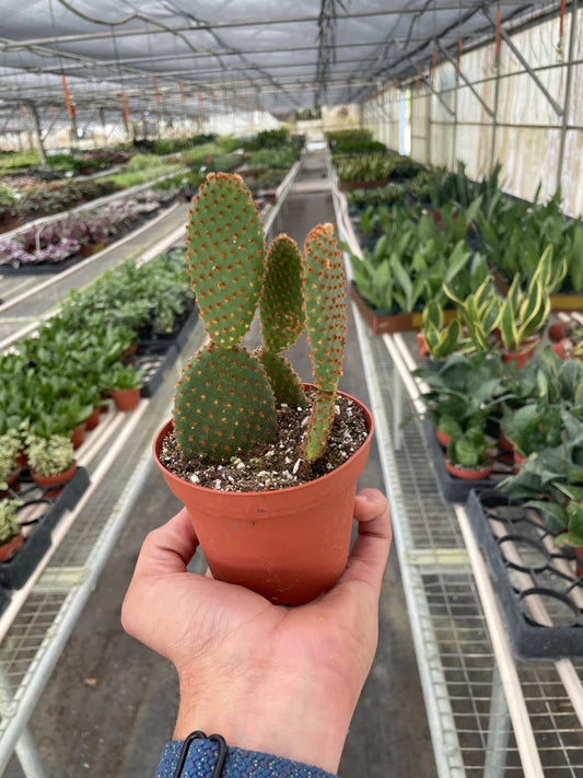 Micodasy (Bunny Ear) Cactus