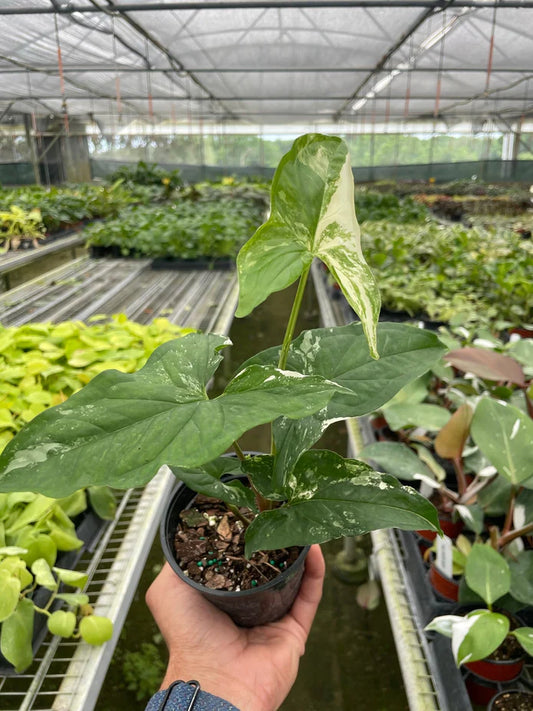 Syngonium Albo