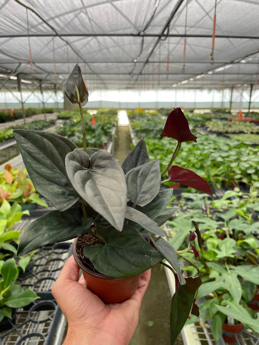 Syngonium Red Arrow