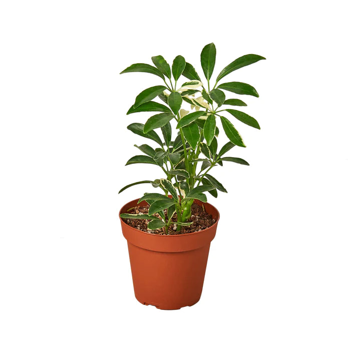 Schefflera Moondrop