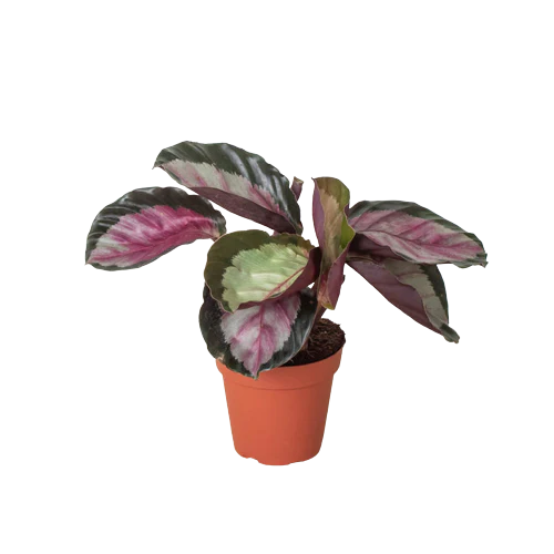 Calathea Silvia