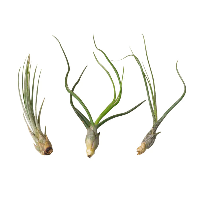 Air Plant Tall Variety