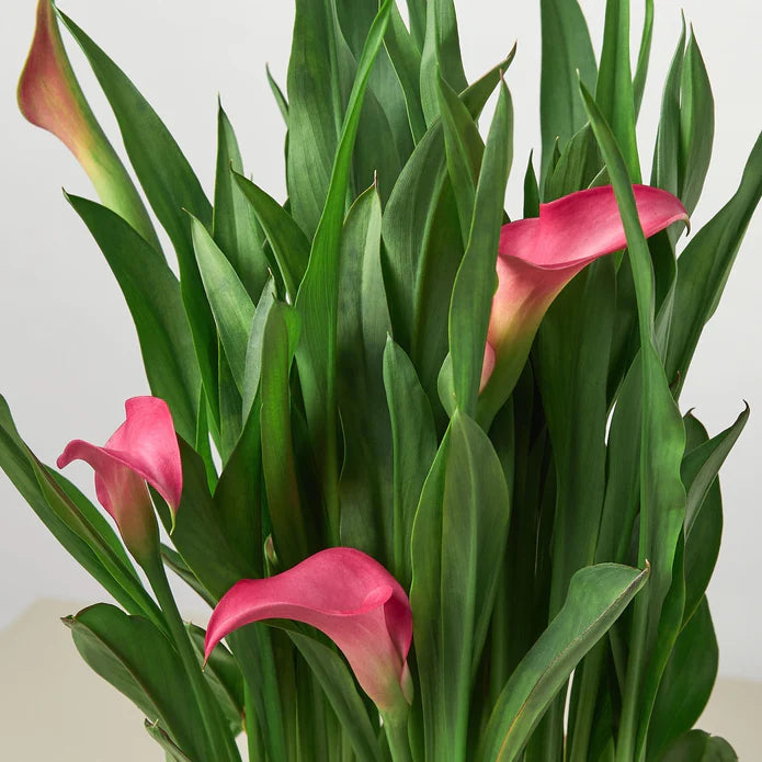 Calla Lily Pink