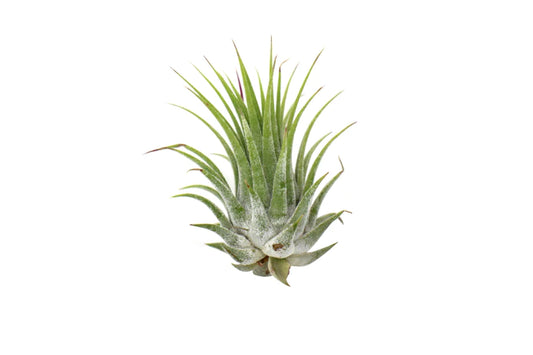 Air Ionantha 5Pk