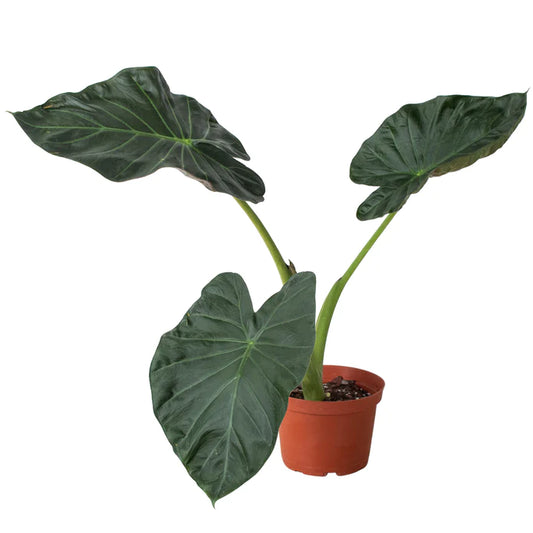 Alocasia Regal Shield