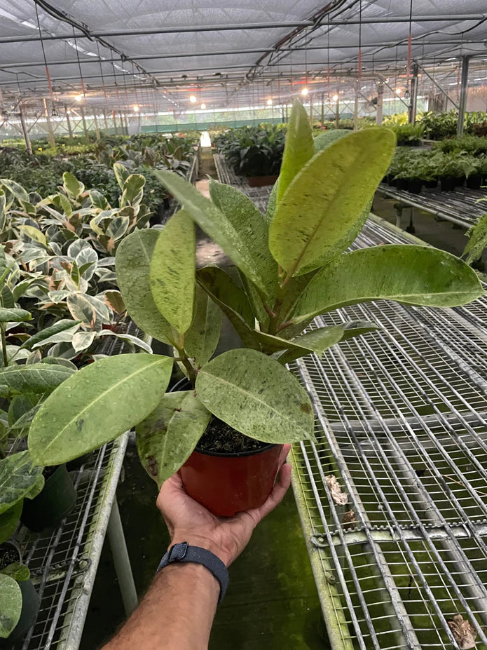 Ficus Shivereana