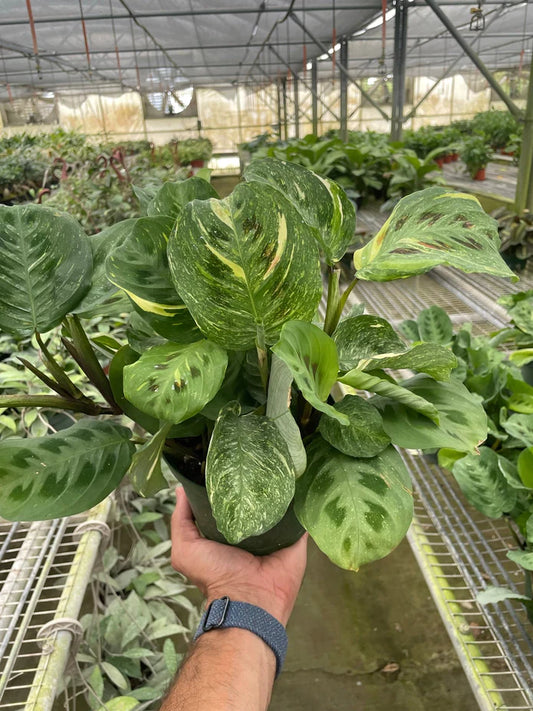 Maranta Beauty Kim