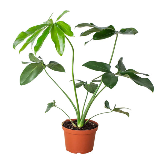 Philodendron Goeldii