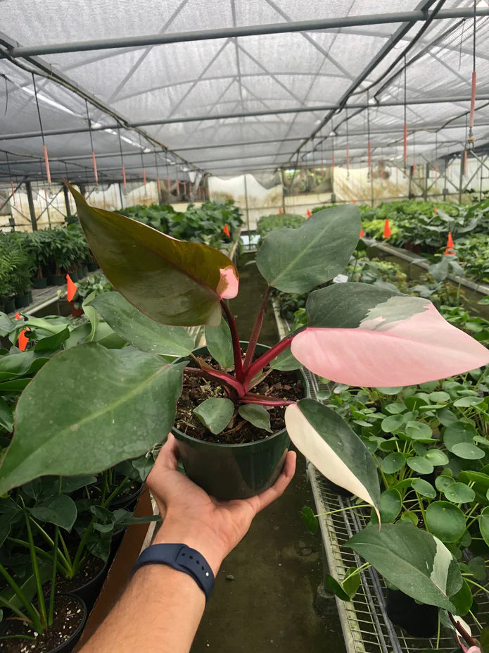 Philodendron Pink Princess