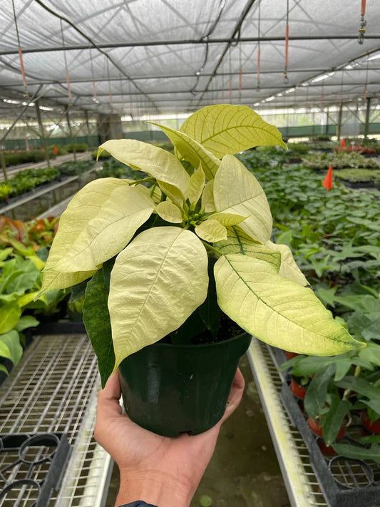 Poinsettia White