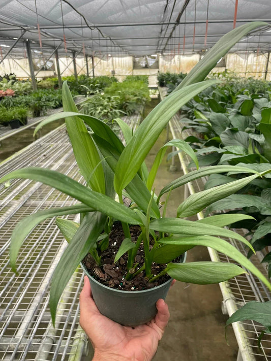 Pothos Silver Streak