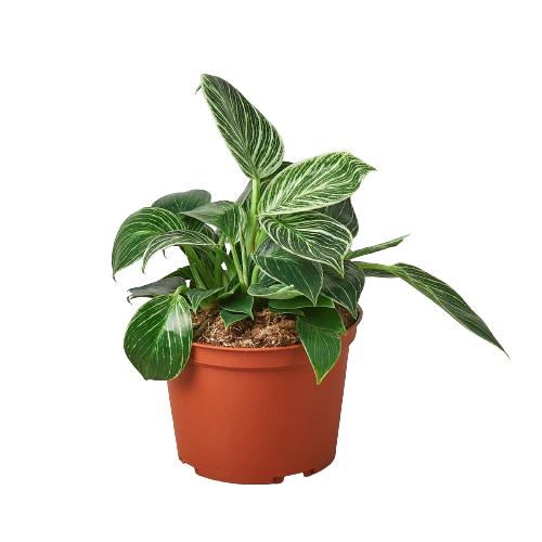 Philodendron Birkin