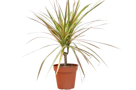 Dracaena Red Margined