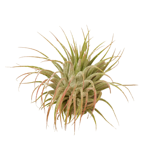 Ionantha