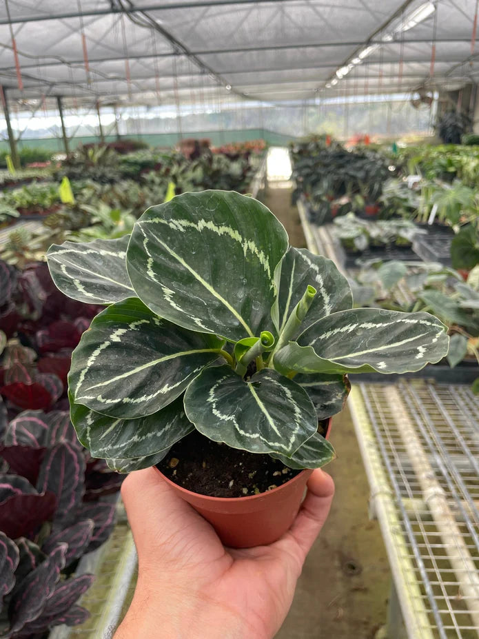 Calathea Green Goddess