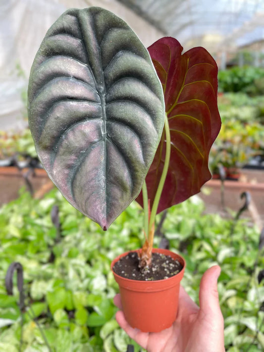 Alocasia Red Secret