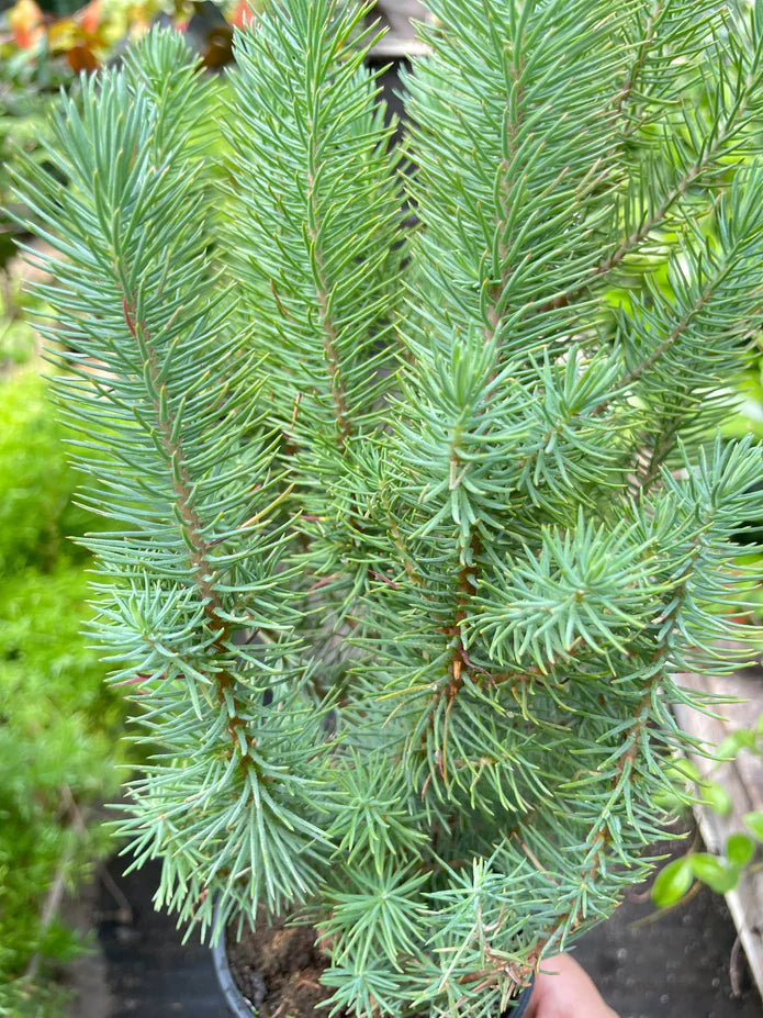 Blue Pine Tree