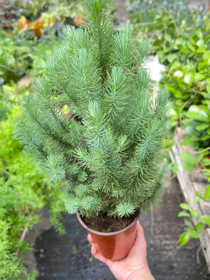 Blue Pine Tree