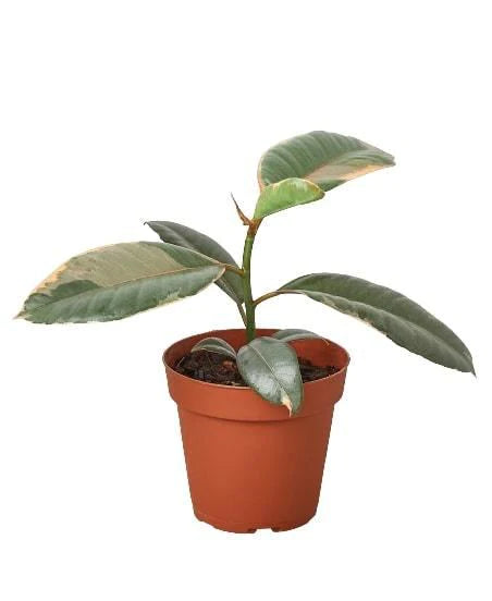 Ficus Ruby Pink