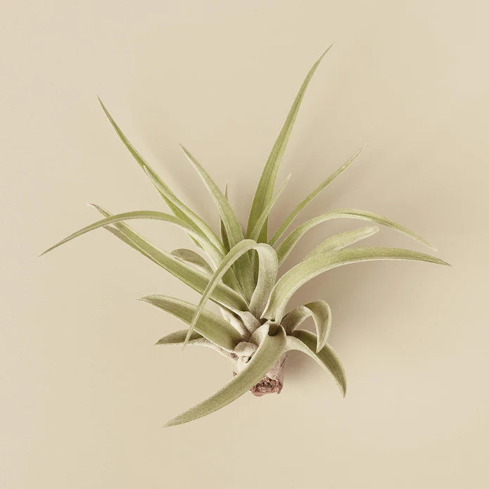 Air Plant Velutina