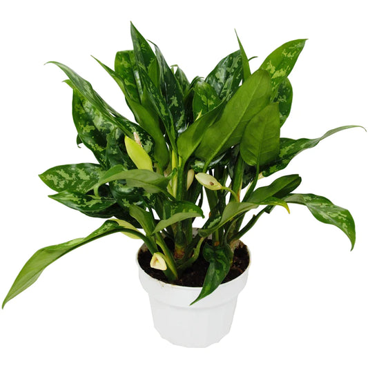 Chinese Evergreen Maria