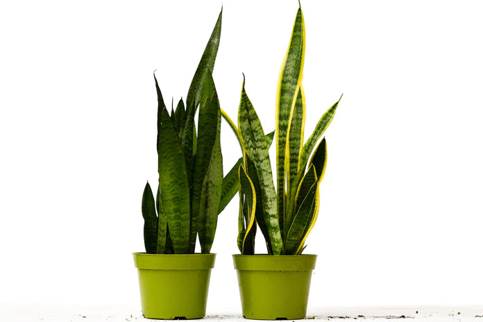 6 In. Snake Plant Variety Pack