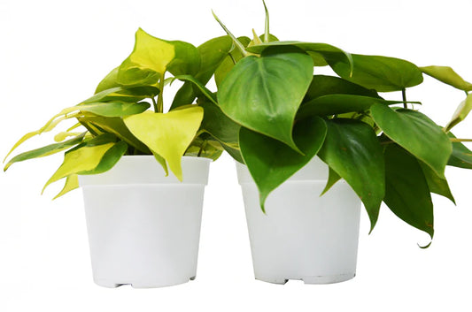 4 In. Philodendron Variety Pack