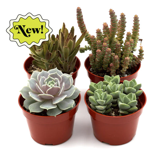 4 In. Assorted Succulent Variety Pack