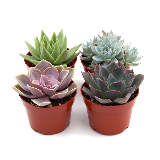 4 In. Rosette Succulent Variety Pack